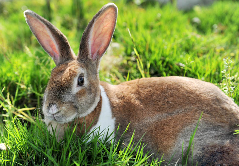  p>山兔俗称山兔子又叫糨毛兔,野兔等,为 a target="_blank" href="