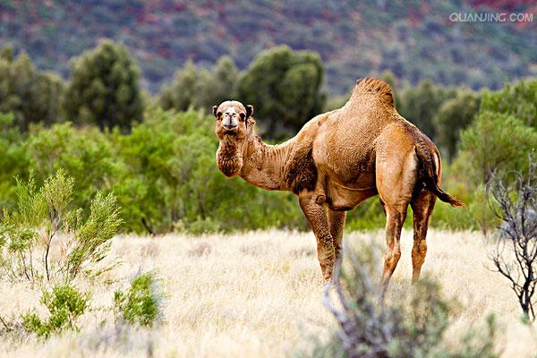 bactrian camel