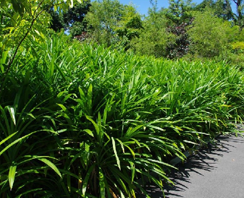  p>香露兜(学名: i>pandanus amaryllifolius /i> roxb.