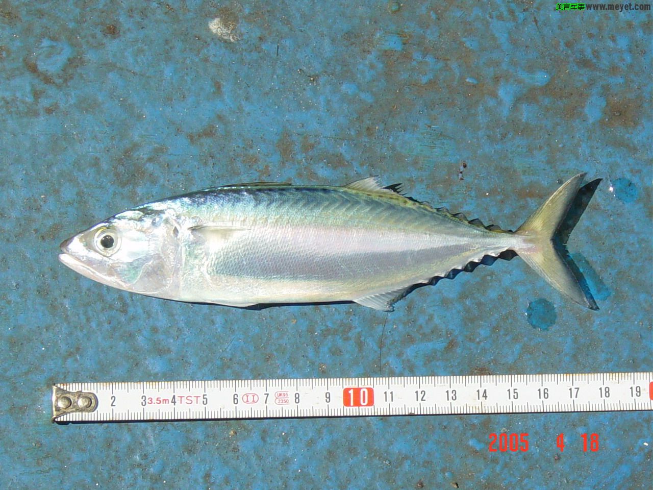  p data-id="gnbt5jd4cr">参鱼,是一种很常见