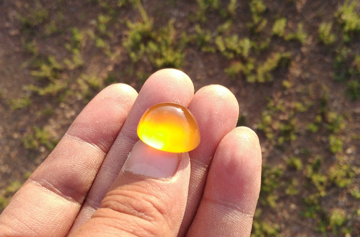 金水菩提