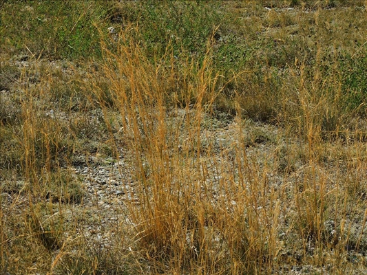  p>三芒草(学名: i>aristida adscensionis /i> l.