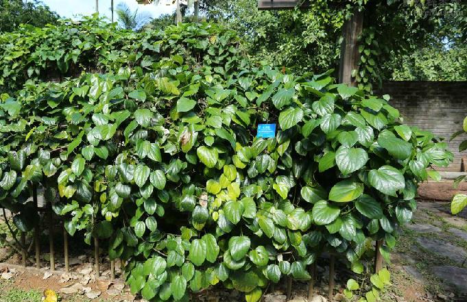  p>天仙藤(学名: i>fibraurea recisa /i> pierre.