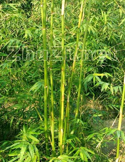  p>青皮竹(学名: i>bambusa textilis /i> mcclure)是禾本科,簕竹属