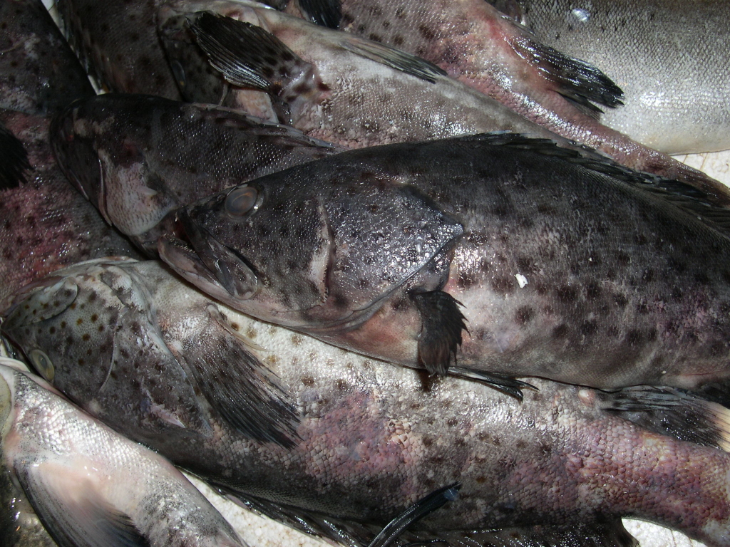  p>鲙鱼,别名:鳓鱼 a target="_blank" href="/item/白鳞鱼/7435906"