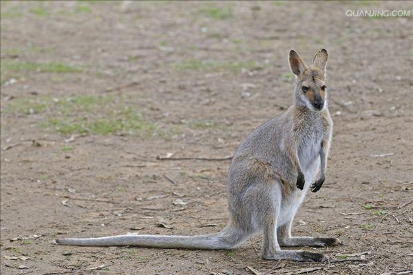  p>沙袋鼠(wallaby)是 袋鼠科( i>macropodidae /i>)几种中等大小的有