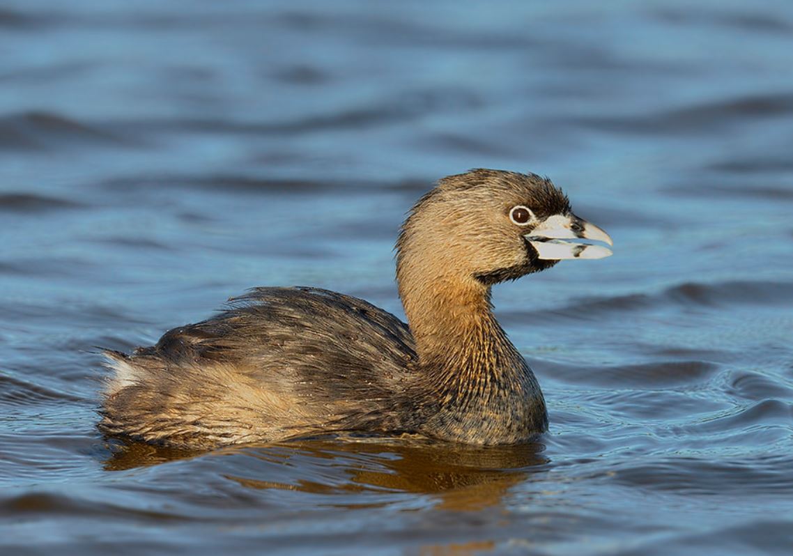  p>斑嘴巨鸊鷉(学名: i>podilymbus podiceps /i>):是鸟纲,鸊鷉科的一