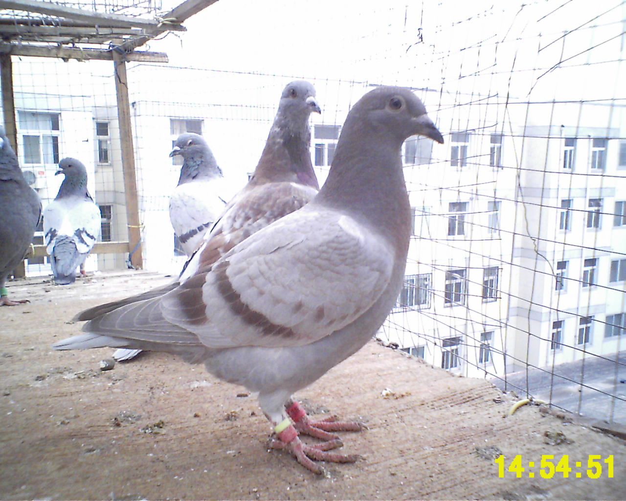  p data-id="gnx011a7k0">白羽王鸽,学名columba, a target="_blank"