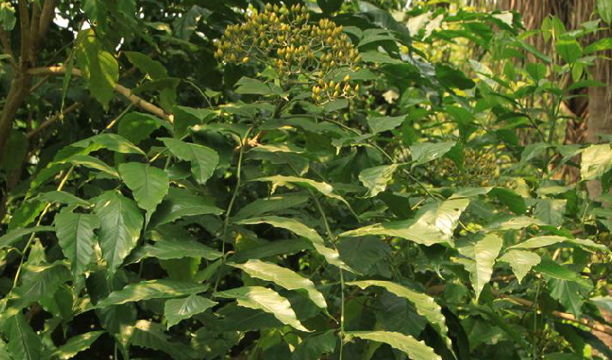  /i>, a target="_blank" href="/item/芸香目">芸香目 /a> a target=