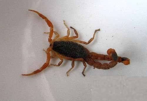  p>双尾蝎,是一种变异的蝎子,有两个尾巴. /p>