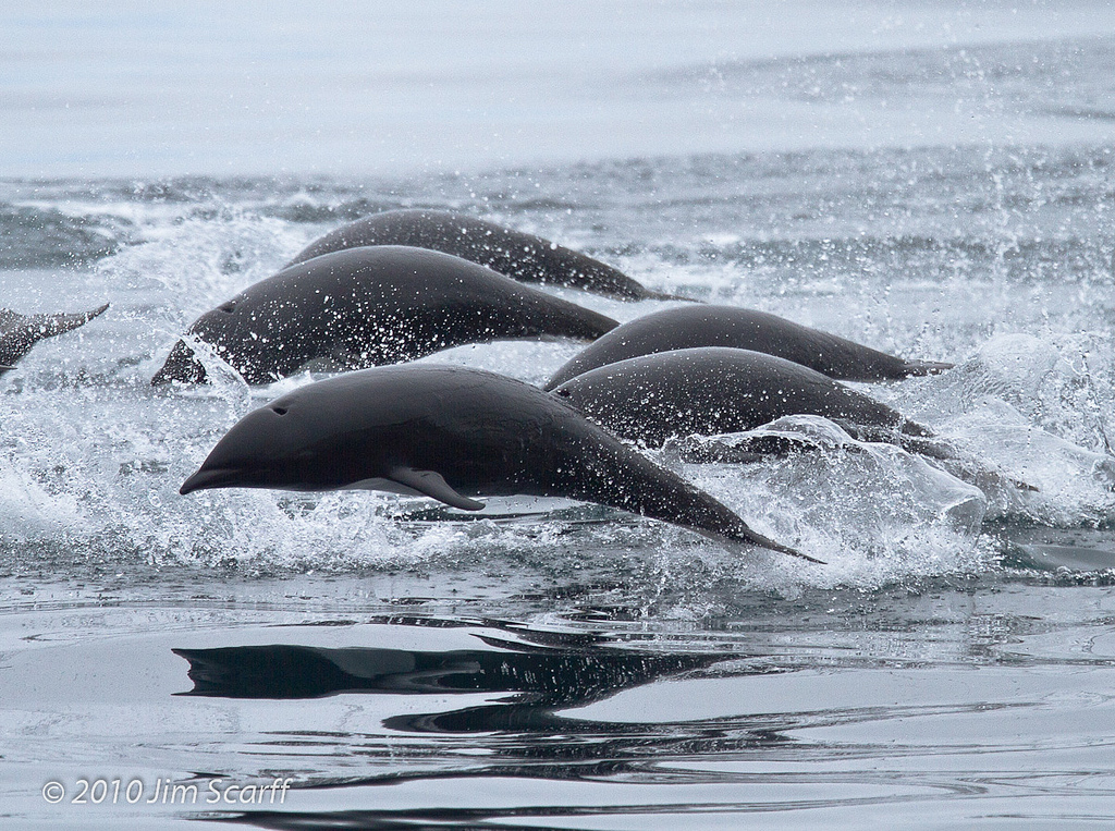 北露脊海豚