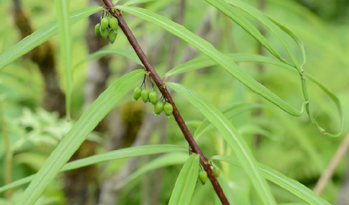  p> b>垂叶黄精 /b> i>(学名:polygonatum curvistylum  /i>hua):是 a
