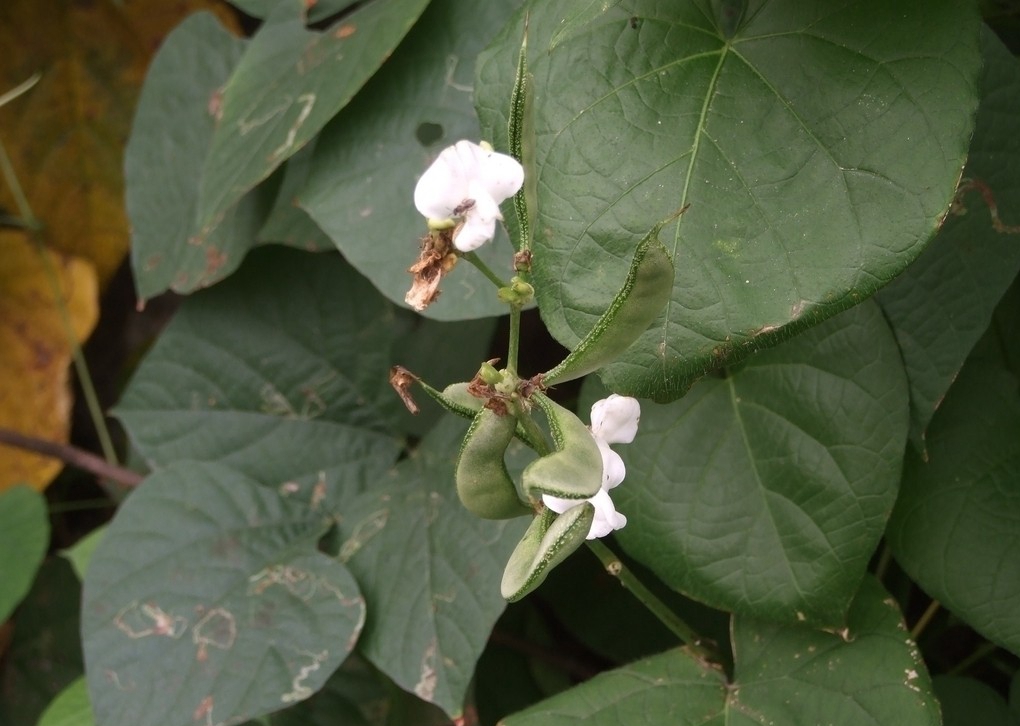 sweet)是豆科扁豆属多年生缠绕藤本植物.