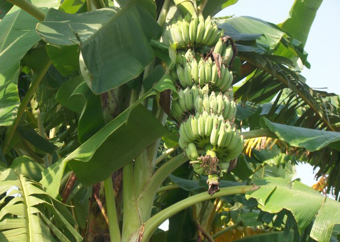  p>台湾芭蕉(学名: i>musa formosana /i>  (wall.