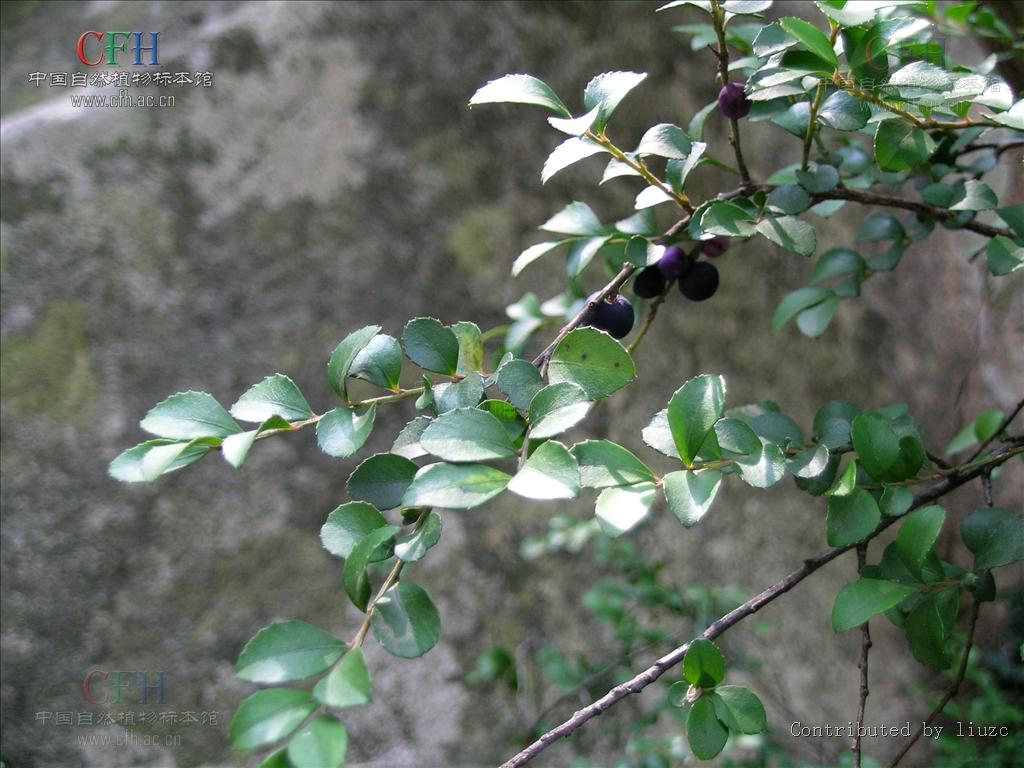 铁仔属, a href="#" data-lemmaid="1152050">紫金牛科 /a>,7种,分布