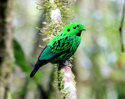  p>黑喉绿阔嘴鸟(学名: i>calyptomena whiteheadi /i>),是 a target=