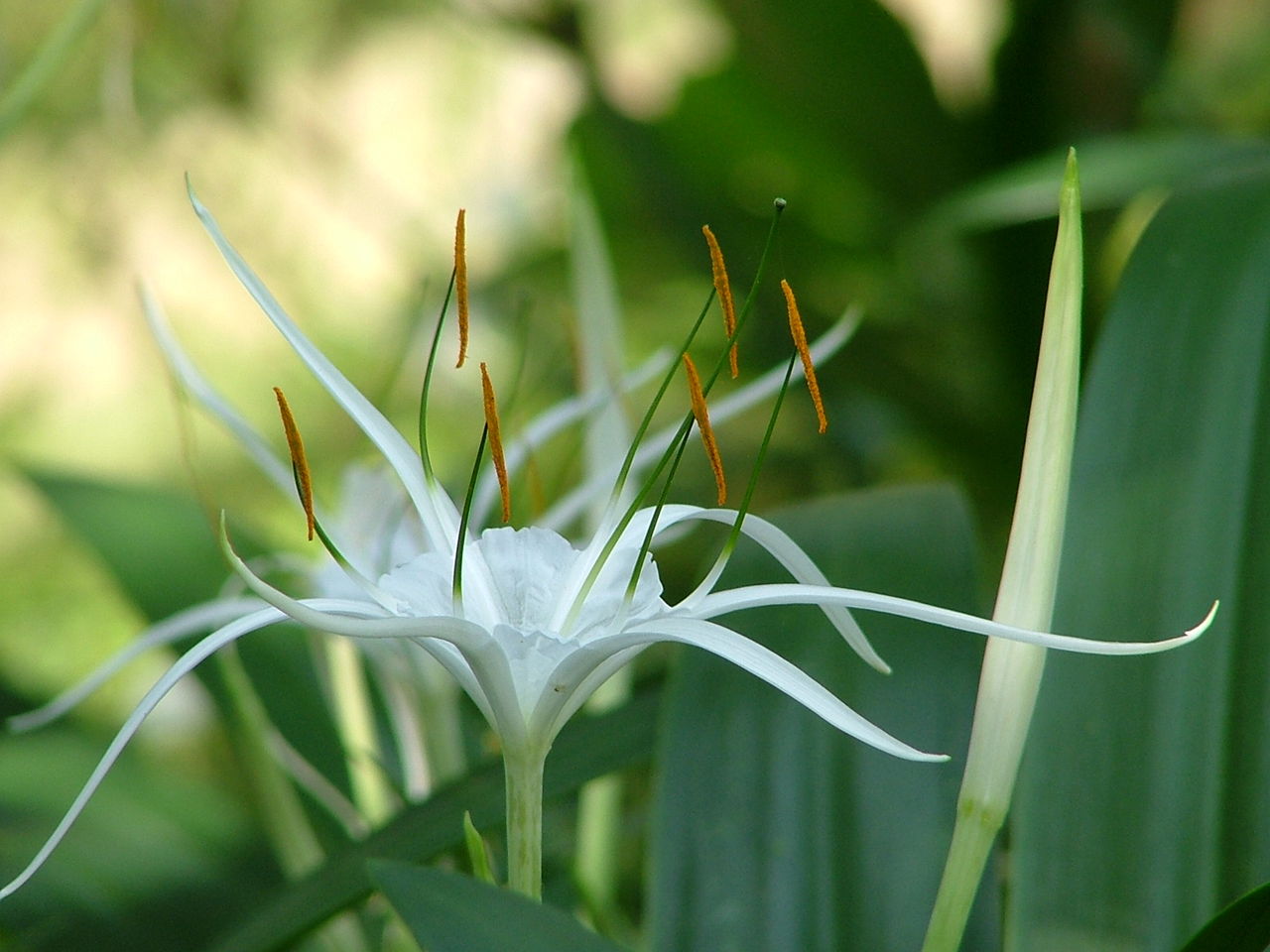  p data-id="tb840iexlmfj">香殊兰是石蒜科文殊兰属多年生球根花卉.