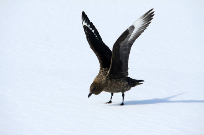 south polar skua