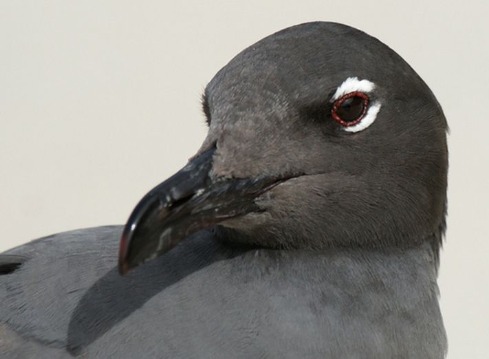  p>熔岩鸥(学名: i>larus fuliginosus /i>)体长50~550厘米.