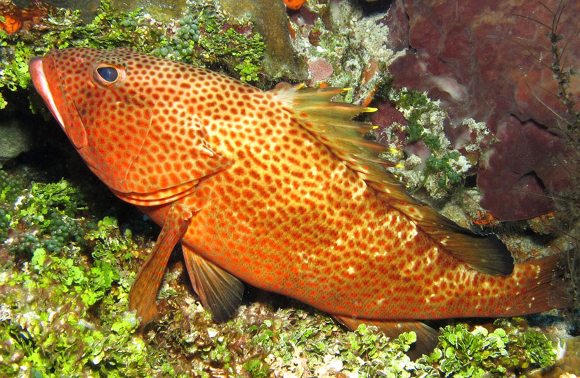 红点石斑鱼