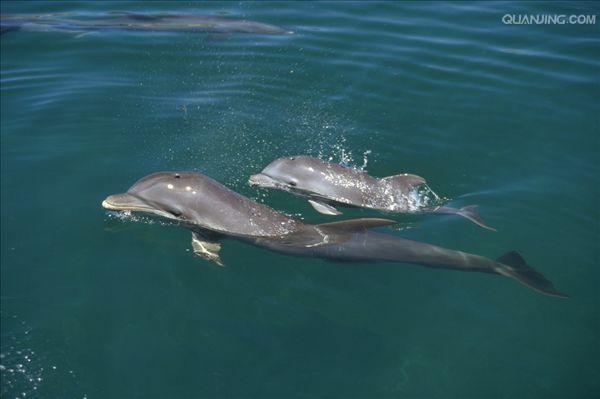  p>宽吻海豚, i>tursiops truncatus  /i>(montagu, 1821), a target=