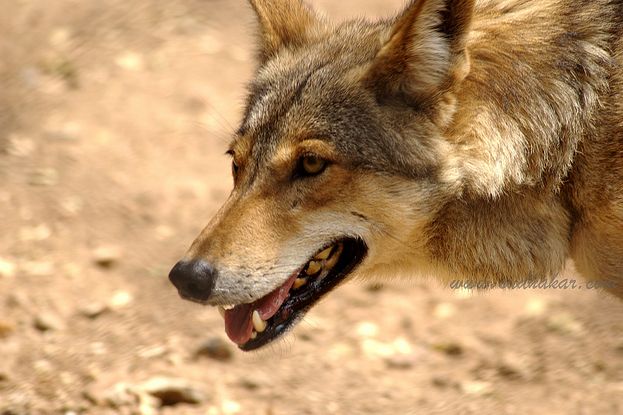  p>伊朗狼(学名: i>canis lupus pallipes /i>)是灰狼的亚种之一,该