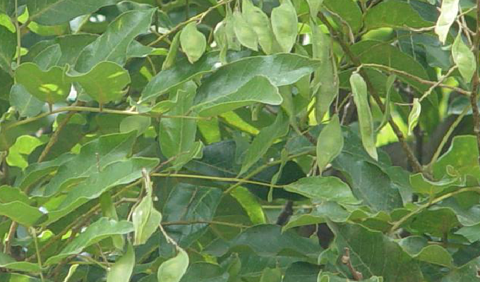  p>翅荚香槐 (学名: i>cladrastis platycarpa /i> (maxim.