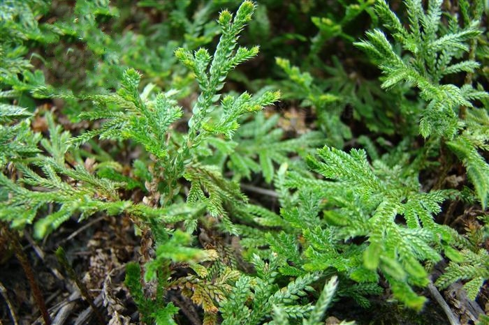  p>泰国卷柏,生于林下,空地或岩石上,海拔800～1800米.