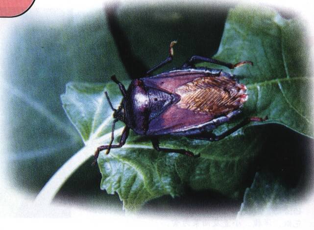 卡氏仓花蝽 - 搜狗百科