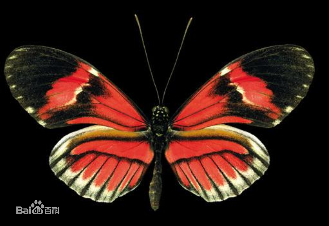  p>多尾凤蛾,即马达加斯加金燕蛾(学名: i>urania ripheus /i>)的俗称