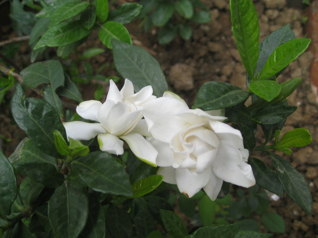 小叶栀子