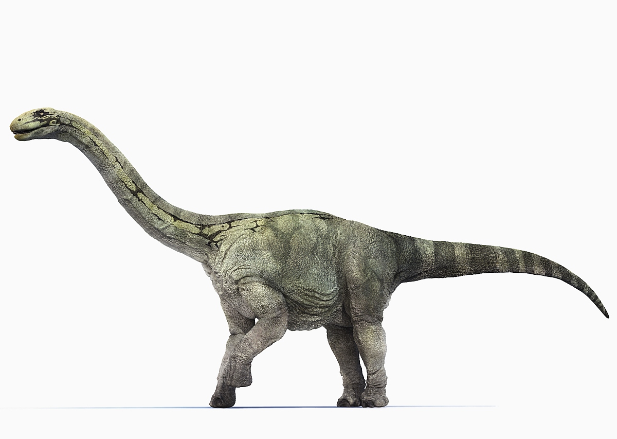 它又名巴拉帕龙,表示有巨大的腿的意思.