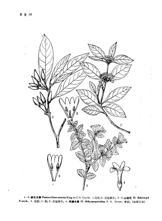 香花木樨_百度百科