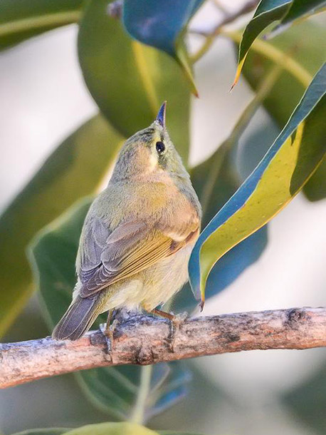  p>暗绿柳莺(学名: i>phylloscopus trochiloides /i>):小型鸟类,体长