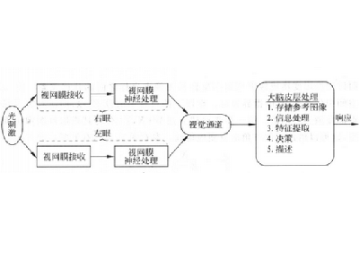 视觉过程