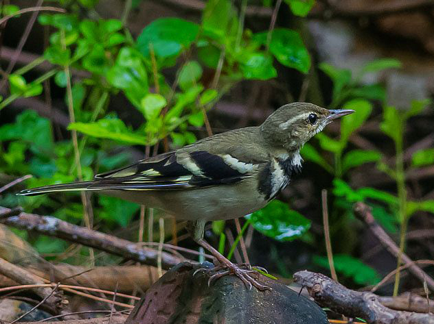  p>山鹡鸰(学名: i>dendronanthus indicus /i>):是中等体型的林鹡