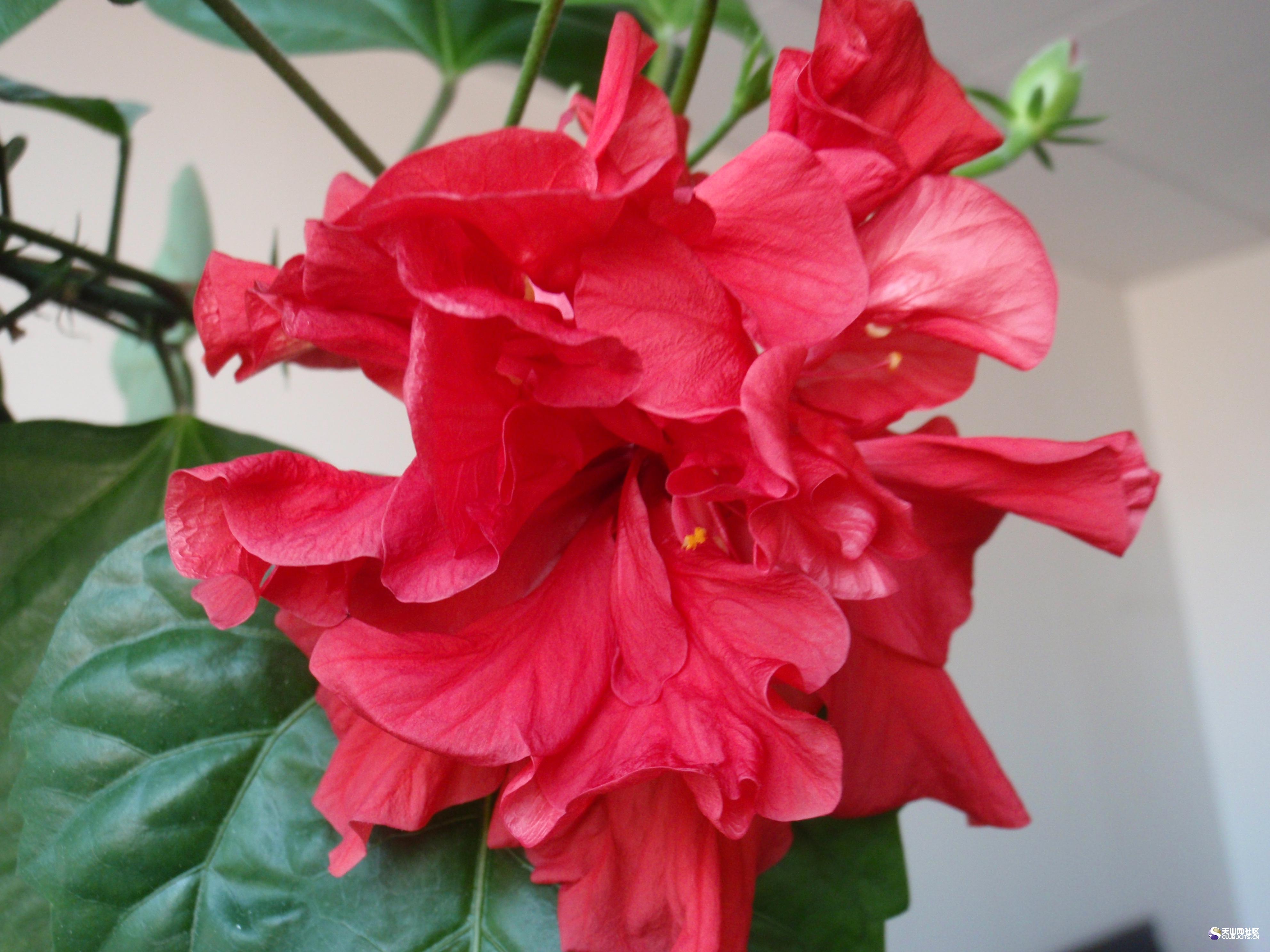  p>桑叶牡丹即 a target="_blank" href="/item/扶桑/6187" data