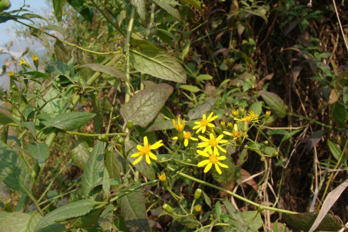 千里光（菊科千里光属植物）_百度百科