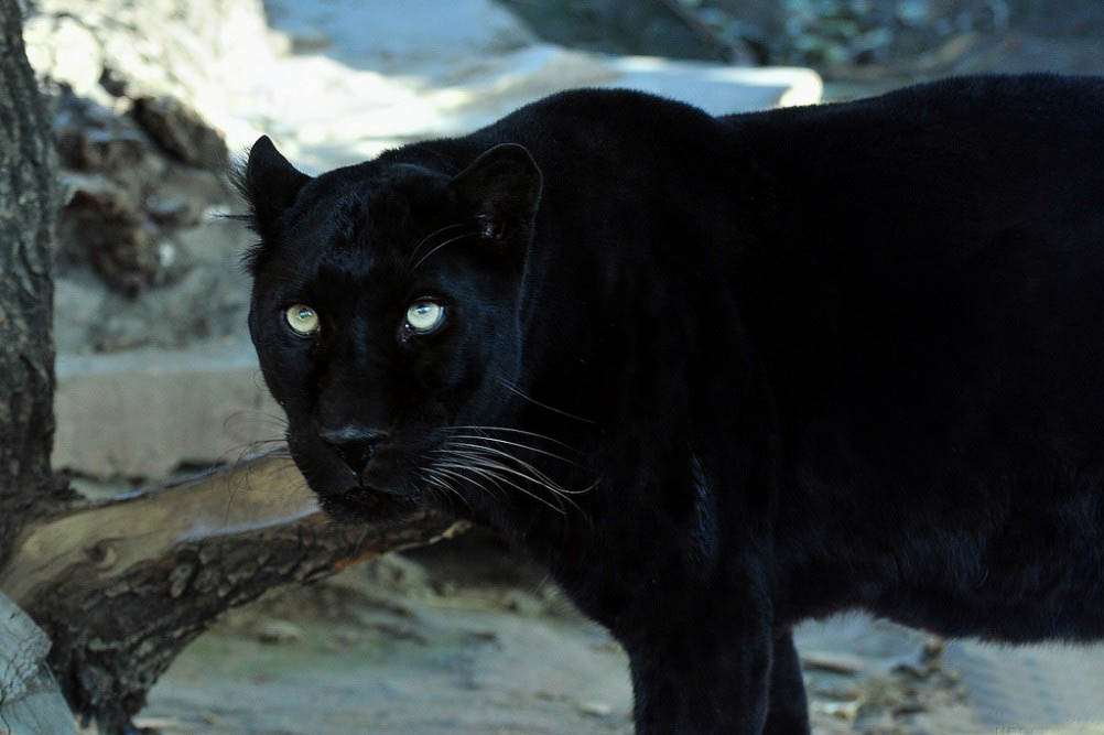  p data-id="tfwyatr3n0ff">黑豹,是食肉目猫科豹属哺乳动物,是金钱豹