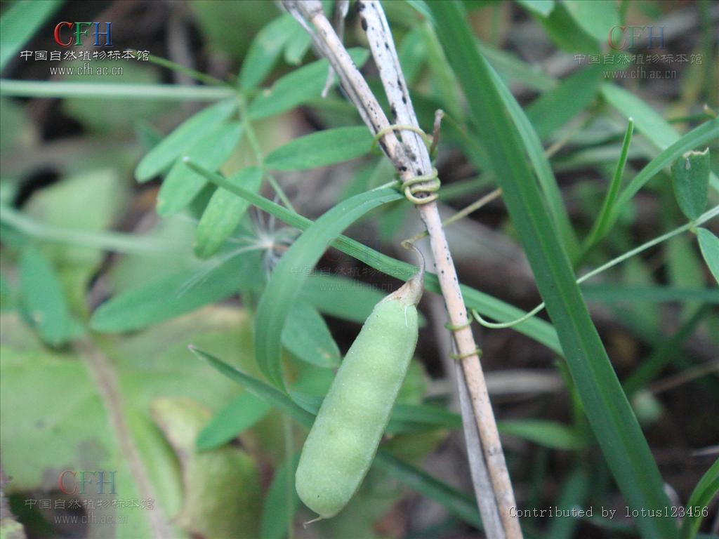  p>四花野豌豆为多年生 a target="_blank" href="/item/草本">草本 