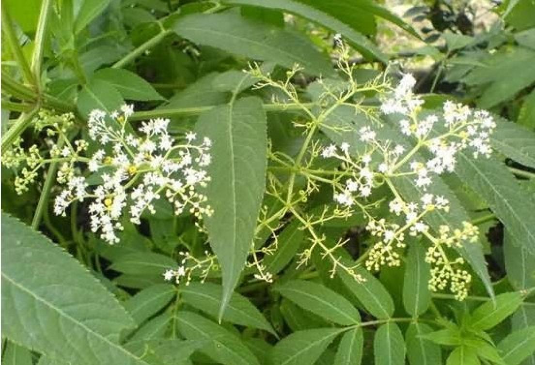  p>千头艾纳香,又名火油草,走马风.是一种多年生植物. /p>