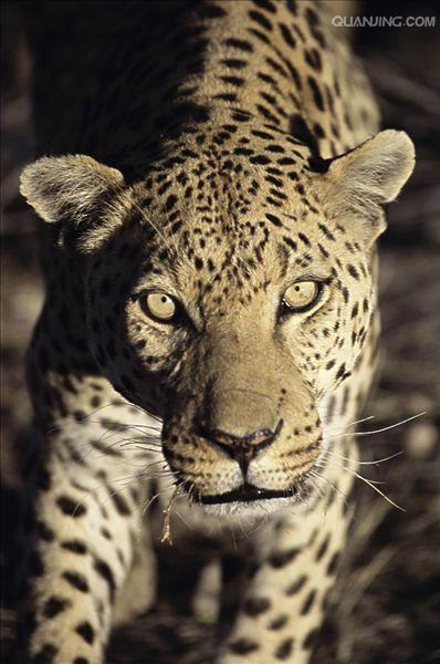 panthera pardus pardus