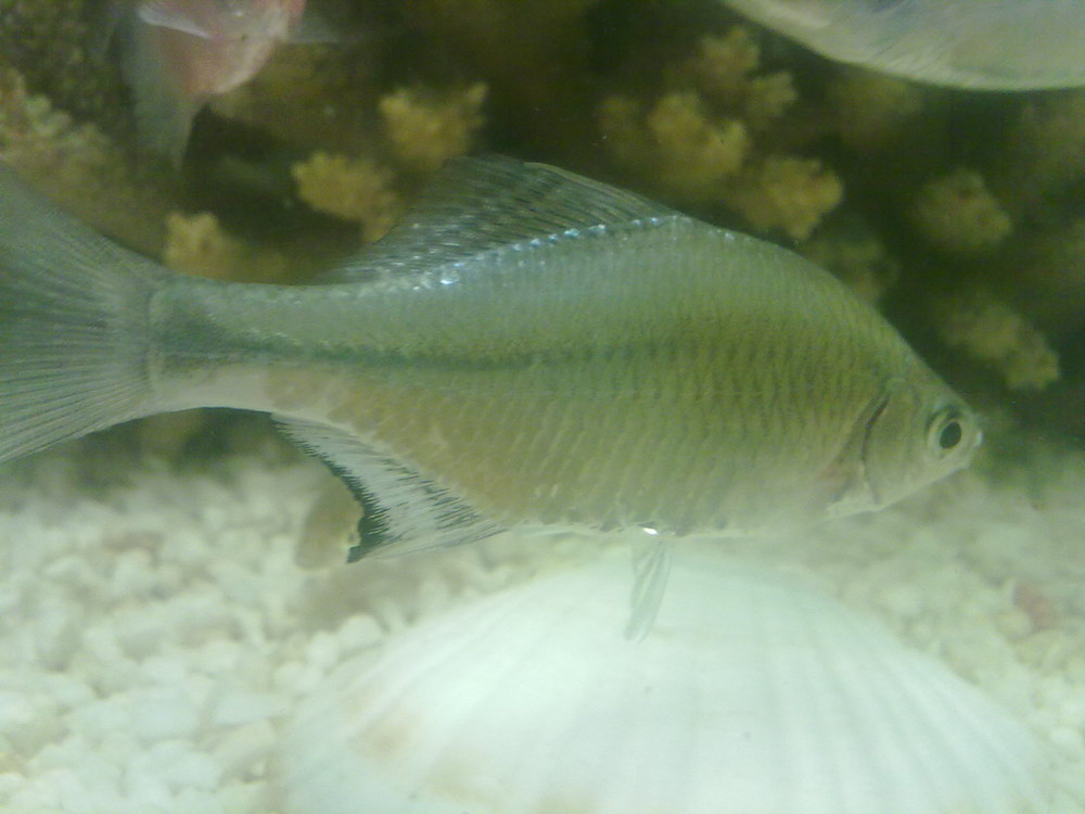 acheilognathus  chankaensis