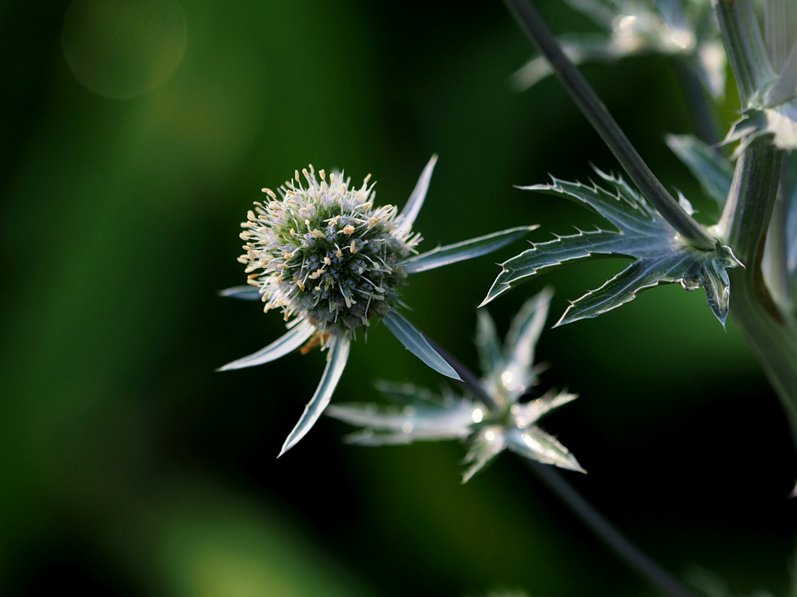  p>扁叶刺芹是 a href="#" data-lemmaid="8249341">伞形科 /a>, a