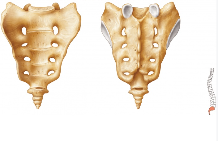  p>骶骨(sacrum)由5块骶椎融合而成,分骶骨底,侧