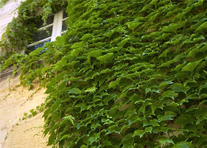 五叶爬山虎