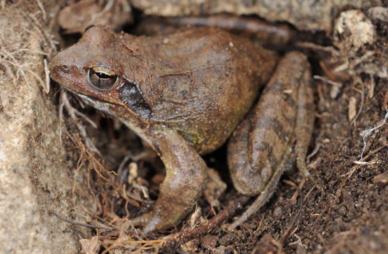 东北林蛙(东北林蛙的功能和作用)