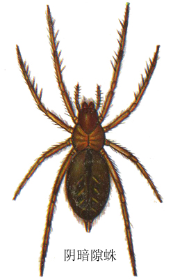  p>昏暗线隙蛛,此百科详细介绍了雌蛛和雄蛛的区别,主要的分布区域在