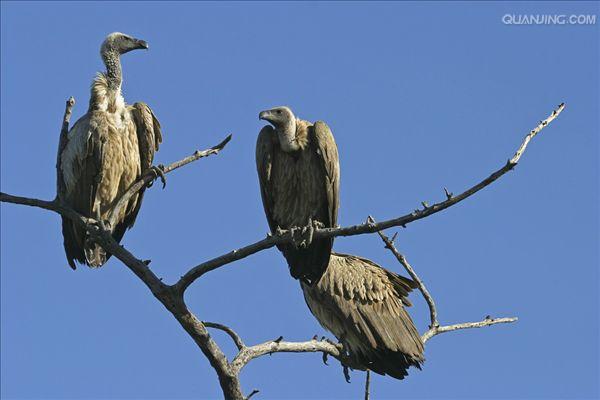  p>兀鹫(学名: i>gyps fulvus /i>):是鹰科,兀鹫属的鸟类.