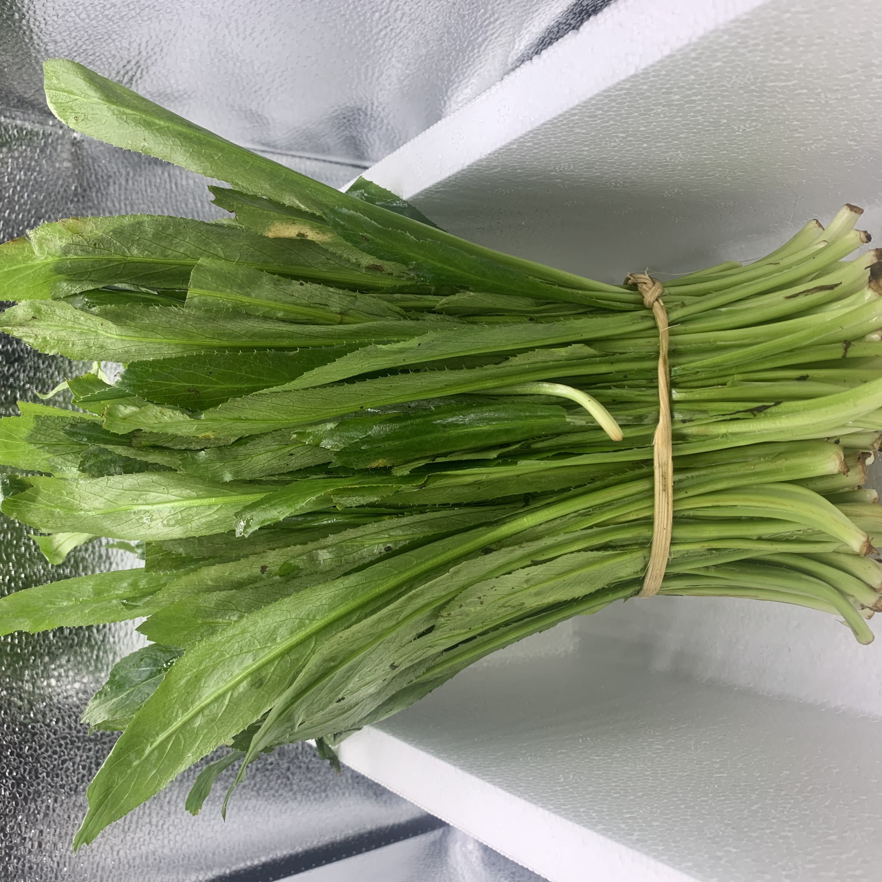 缅芫荽